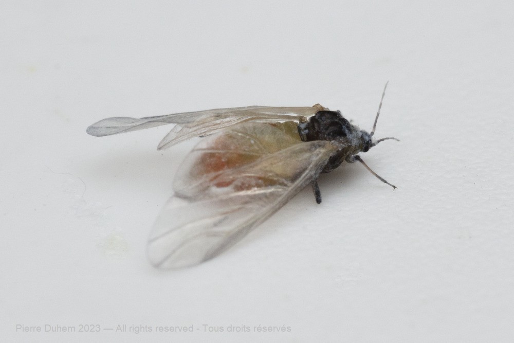 sujets/prociphilus/img/5dt24038.jpg