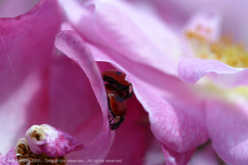 sujets/rosier/img/d60_3528.jpg
