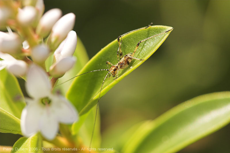 Young Grasshoppers