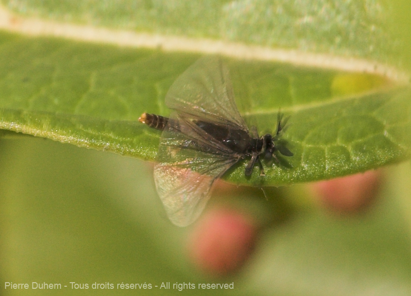 Strepsiptera Stylopidae