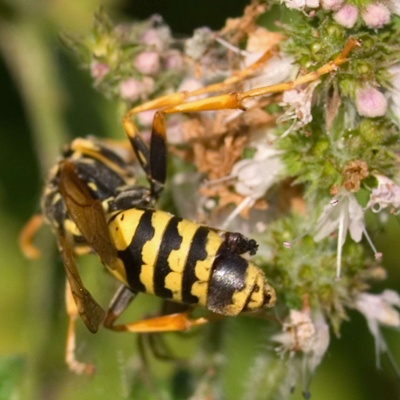 Polistes