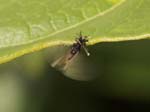 Picture for Strepsiptera Stylopidae