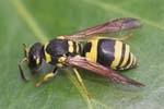 Picture for Strepsiptera Stylopidae