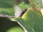 Picture for Strepsiptera Stylopidae