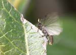 Picture for Strepsiptera Stylopidae