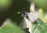 Picture for Strepsiptera Stylopidae