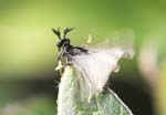 Picture for Strepsiptera Stylopidae