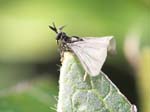 Picture for Strepsiptera Stylopidae