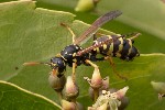 Picture for Strepsiptera Stylopidae