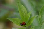 Picture for Montmartre%20Elderberry