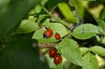 Picture for Montmartre%20Elderberry