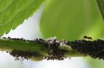 Picture for Montmartre%20Elderberry