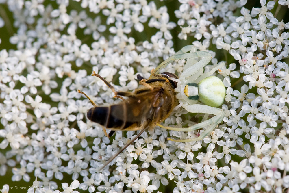 Thomisidae