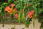 0000002447 - Campsis grandiflora