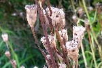 20230722_093324 - Campanula persicifolia