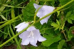 20230722_093338 - Campanula persicifolia