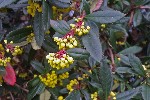 20240309_133739 - Berberis julianae