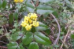 20240317_164244 - Berberis repens