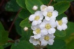 20240404_110928 - Spiraea x vanhouttei