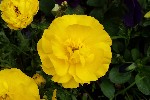 20240411_150502 - Ranunculus asiaticus