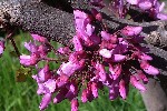 20240413_142815 - Cercis siliquastrum