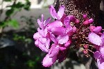 20240413_142831 - Cercis siliquastrum