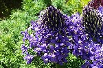 20240413_144620 - Scilla peruviana