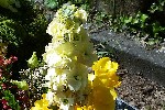 20240413_144634 - Matthiola incana