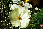 20240413_144649 - Ranunculus asiaticus