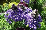 20240413_144803 - Scilla peruviana