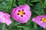 20240507_102259 - Cistus × purpureus