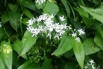 20240510_165847 - Allium ursinum