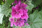 20240517_145942 - Malva arborea