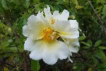 20240720_173726 - Rosa xanthina