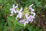 20240720_174042 - Saponaria officinalis