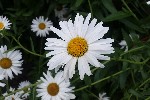 20240720_174118 - Leucanthemum maximum