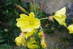 20240720_174225 - Oenothera glazioviana
