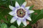 20240720_174254 - Passiflora caerulea