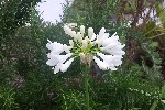 20240731_171751 - Agapanthus africanus