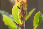 Triozidae (48 pictures)