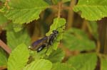 07/08/2005 - 20d08852 - Palombara Sabina (I-00018)