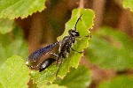 07/08/2005 - 20d08853 - Palombara Sabina (I-00018)
