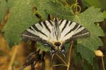 13/08/2005 - 20d09225 - Palombara Sabina (I-00018)