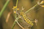 19/08/2005 - 20d10266 - Palombara Sabina (I-00018)