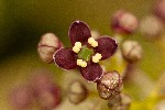 2006-04-14 - 20d14222 - Cimetière de Montmartre (75018)