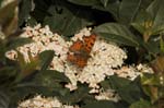 14/04/2006 - 20d14225 - Cimetière de Montmartre (75018)