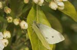 18/04/2006 - 20d14571 - Cimetière de Montmartre (75018)