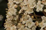 22/04/2006 - 20d15133 - Cimetière de Montmartre (75018)
