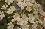 25/04/2006 - 20d15422 - Cimetière de Montmartre (75018)