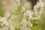 24/06/2006 - 20d23250 - Cimetière de Montmartre (75018)